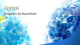  Presentation with white hydrangea - Amazing presentation theme having two-soft-blue-hydrangea-hydrangea backdrop and a white colored foreground