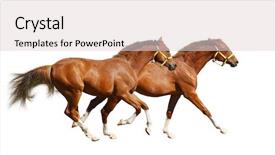  Presentation with contemporary world two columns - PPT theme with two sorrel foals gallop - isolated background and a lemonade colored foreground
