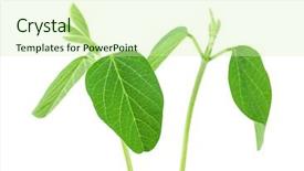  Presentation with soy - Presentation theme featuring two soy plants isolated background and a soft green colored foreground