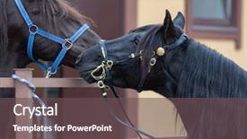  Presentation with portrait of a horse - Colorful PPT layouts enhanced with two spanish horses in stable backdrop and a tawny brown colored foreground