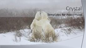  Presentation with manitoba - Audience pleasing slides consisting of two-sparring-polar-bears-stand backdrop and a light gray colored foreground