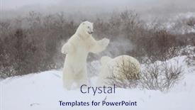  Presentation with manitoba - Theme featuring two-sparring-polar-bears-stand background and a sky blue colored foreground