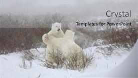  Presentation with manitoba - Theme with two-sparring-polar-bears-stand background and a light gray colored foreground