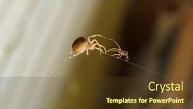  Presentation with sports table tennis two ping - Slide deck having two-spiders-touch-each background and a tawny brown colored foreground