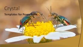  Presentation with spider - Amazing slide deck having two-spotted-spider-beetle-malachius backdrop and a coral colored foreground