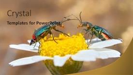  Presentation with spider - Beautiful PPT theme featuring two-spotted-spider-beetle-malachius backdrop and a coral colored foreground