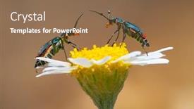  Presentation with spider - Colorful theme enhanced with two-spotted-spider-beetle-malachius backdrop and a violet colored foreground