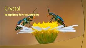  Presentation with spider - PPT layouts having two-spotted-spider-beetle-malachius background and a tawny brown colored foreground