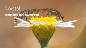  Presentation with spider - Cool new slide deck with two-spotted-spider-beetle-malachius backdrop and a coral colored foreground