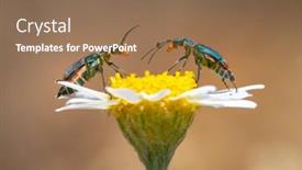  Presentation with spider - Cool new presentation design with two-spotted-spider-beetle-malachius backdrop and a coral colored foreground