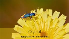  Presentation with spider - Audience pleasing slide set consisting of two-spotted-spider-beetle-malachius backdrop and a  colored foreground