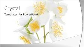  Presentation with white flowers - PPT theme with two-sprigs-of-jasmine-philadelphus and a white colored foreground