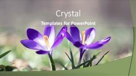  Presentation with spring nature grass - Presentation theme featuring two-spring-flower-crocus background and a gray colored foreground