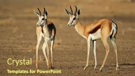  Presentation with kalahari - Colorful presentation design enhanced with two springbok antelopes antidorcas marsupialis kalahari desert south africa backdrop and a tawny brown colored foreground