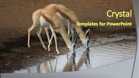  Presentation with underage drinking two teenagers having - Presentation theme enhanced with two springbok drinking at a waterhole in etosha antidorcas marsupialis background and a tawny brown colored foreground
