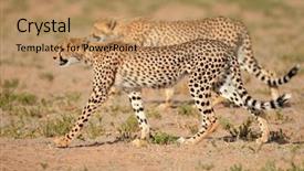  Presentation with cheetah - Slide deck enhanced with two stalking cheetahs acinonyx jubatus background and a coral colored foreground
