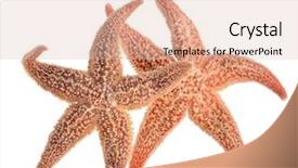  Presentation with frames isolated on white brown - PPT theme consisting of agriculture - evening rye field in the background and a sky blue colored foreground