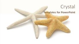  Presentation with starfish - Presentation theme enhanced with two-starfish-isolated-on-white background and a cream colored foreground