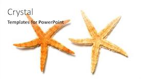  Presentation with starfish - Theme having two-starfish-isolated-on-white background and a white colored foreground