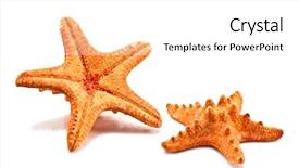  Presentation with starfish - PPT theme consisting of two starfish isolated on white background background and a white colored foreground