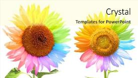  Presentation with animal pets on white - Audience pleasing presentation consisting of two sunflowers with petals painted backdrop and a blonde colored foreground