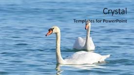  Presentation with water birt - Colorful slide deck enhanced with two swan on turquoise water backdrop and a  colored foreground