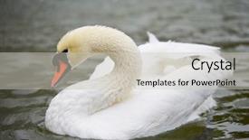  Presentation with park - Presentation theme featuring two swans - white swan in kugulu park background and a soft green colored foreground