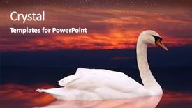  Presentation with pond - PPT theme featuring two swans - white swan swimming background and a red colored foreground