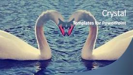  Presentation with canada ontario lake of two - Presentation theme consisting of two swans in a blue background and a seafoam green colored foreground