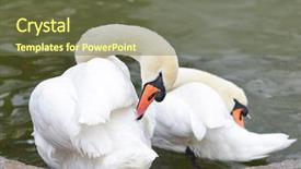  Presentation with canada ontario lake of two - Beautiful presentation theme featuring two swans in the lake backdrop and a tawny brown colored foreground