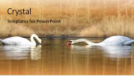  Presentation with pond - Presentation design with two swans on the pond background and a  colored foreground