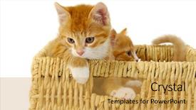  Presentation with sweet - Audience pleasing slides consisting of two-sweet-cat-kittens-inside backdrop and a yellow colored foreground