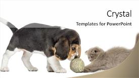  Presentation with fold - Presentation design featuring two tennis balls - beagle puppy and highland fold background and a white colored foreground