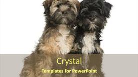  Presentation with old - Slide deck featuring two-tibetan-terrier-4-months background and a tawny brown colored foreground
