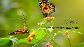  Presentation with save tiger - Slide set consisting of love butterflies - two tiger butterfly background and a gold colored foreground