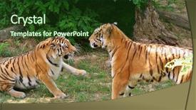  Presentation with sports table tennis two ping - Audience pleasing presentation consisting of two tigers adults at play backdrop and a  colored foreground