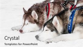  Presentation with dog sled - Colorful PPT layouts enhanced with two tired siberian husky sled backdrop and a white colored foreground