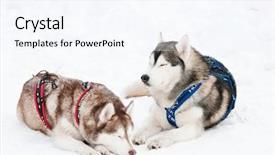  Presentation with dog sled - Slide deck consisting of two tired siberian husky sled background and a cool aqua colored foreground