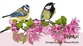  Presentation with white flowers - Cool new PPT layouts with two tits and apple tree backdrop and a coral colored foreground