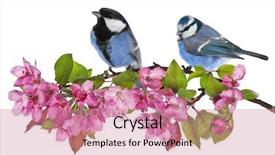  Presentation with white flowers - Slide deck consisting of two tits and apple tree background and a coral colored foreground