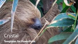  Presentation with sleeping - Audience pleasing presentation theme consisting of two-toed-sloth-choloepus-didactylus backdrop and a gray colored foreground