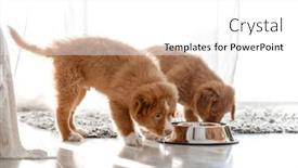  Presentation with nova scotia - Presentation enhanced with two-toller-puppies-are-drinking and a white colored foreground