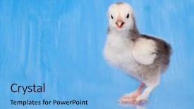  Presentation with chick - Colorful slide deck enhanced with two toned easter chick against blue painted background with reflection backdrop and a light blue colored foreground
