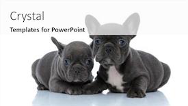  Presentation with forward - PPT theme having two-tough-french-bulldog-puppies background and a white colored foreground