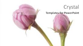  Presentation with sakura - PPT theme having two-unblown-buds-of-sakura background and a white colored foreground