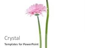  Presentation with stem - Presentation consisting of two-vertical-pink-gerbera-flowers background and a white colored foreground