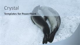  Presentation with ice - Presentation theme with two weddell seals leptonychotes weddellii on ice view from above background and a light blue colored foreground