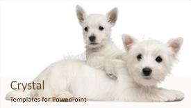  Presentation with old west - PPT layouts with two west highland terrier puppies background and a lemonade colored foreground