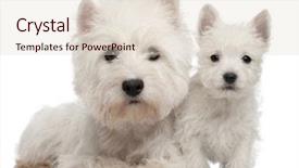  Presentation with old west - Theme with two west highland terrier puppies background and a lemonade colored foreground