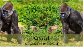  Presentation with western - Cool new presentation with two western lowland female gorillas gorilla gorilla gorilla from the same family group backdrop and a gold colored foreground